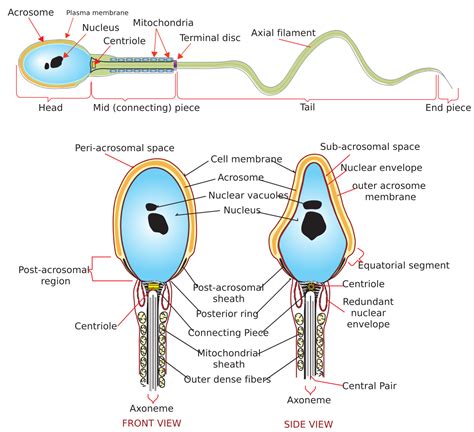 ejakulat wikipedia|human sperm diagram.